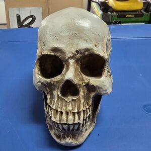 Realistic Skull Decor